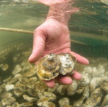 Load image into Gallery viewer, Nutrient Offset Credit - Chesapeake Nutrient Bank BUNDLE
